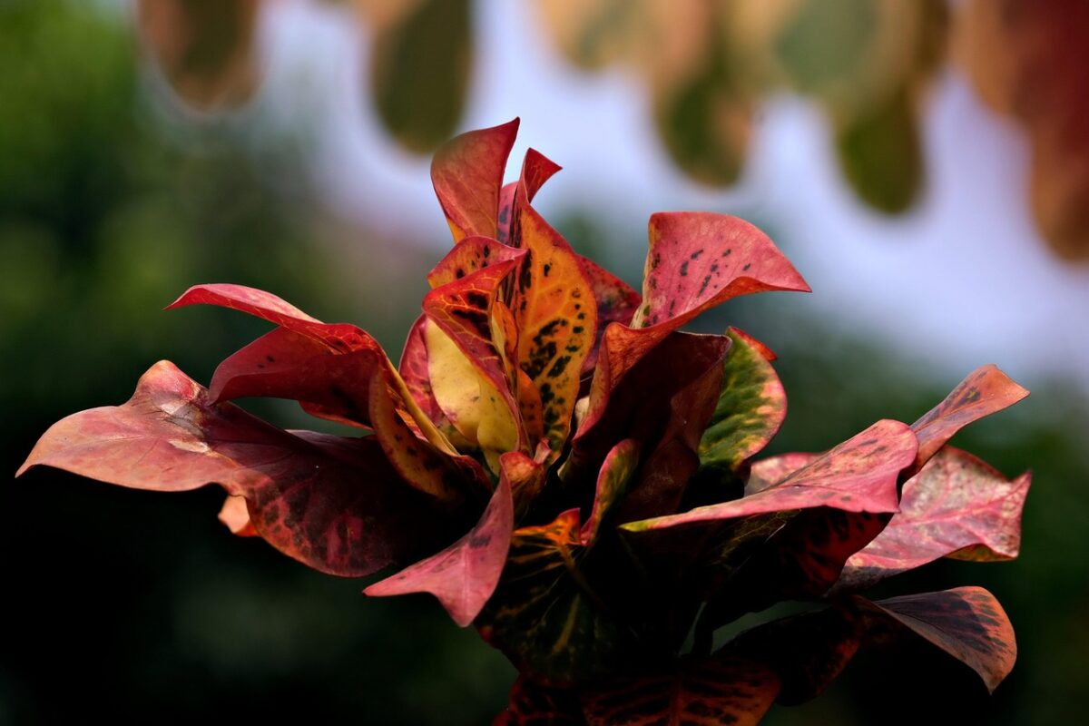 Croton Croton
