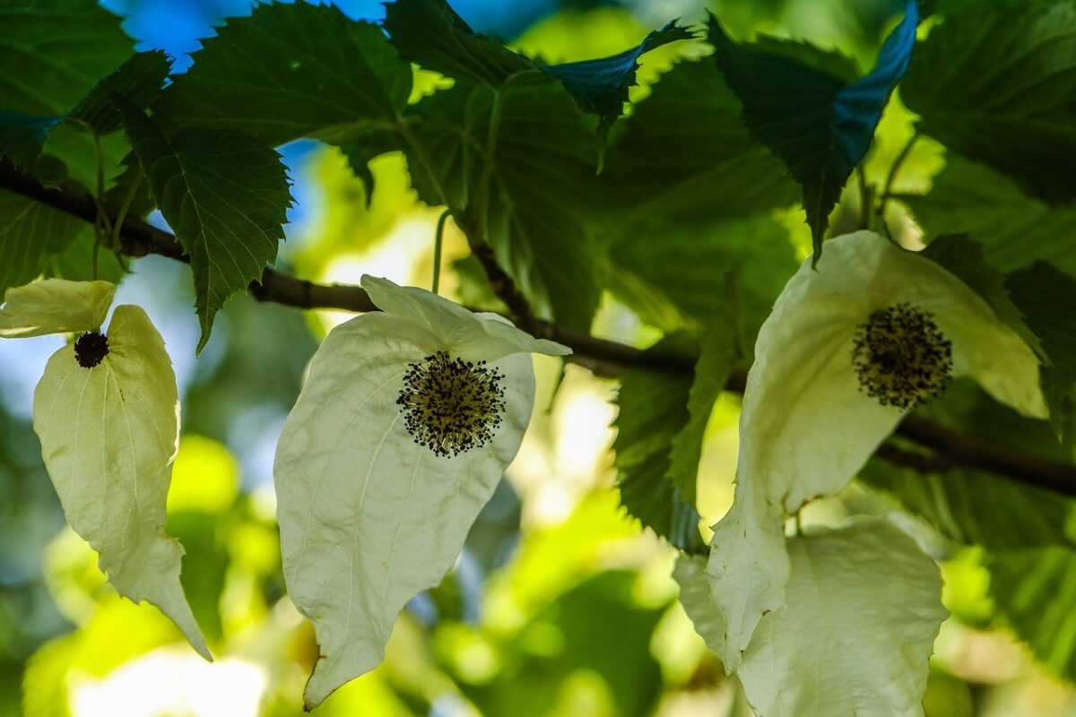 Davidia involucrata coltivazione