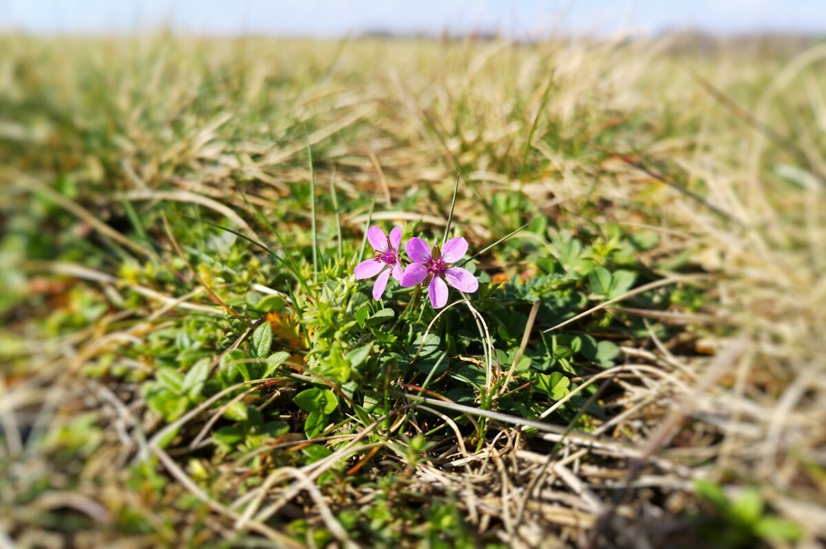 Erodium – Geraniacea