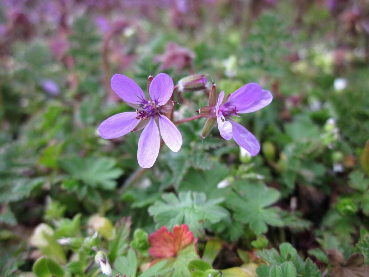 Erodium Erodium