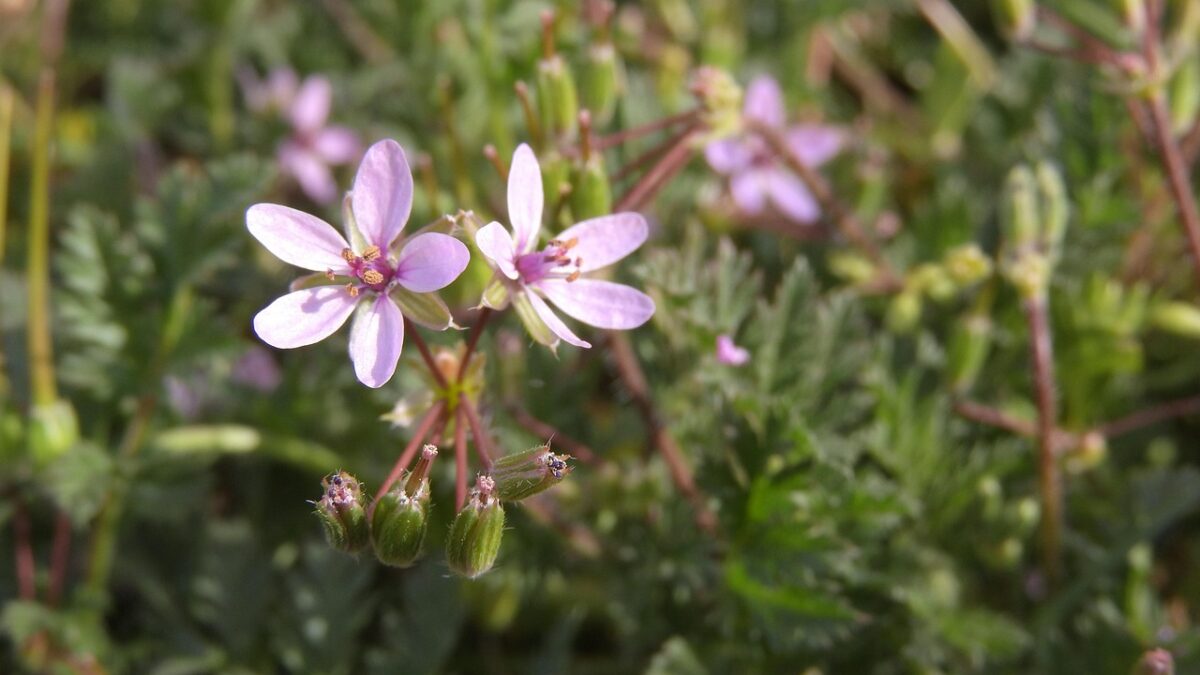 Erodium Erodium