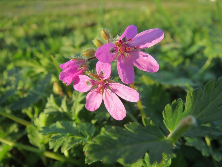 Erodium
