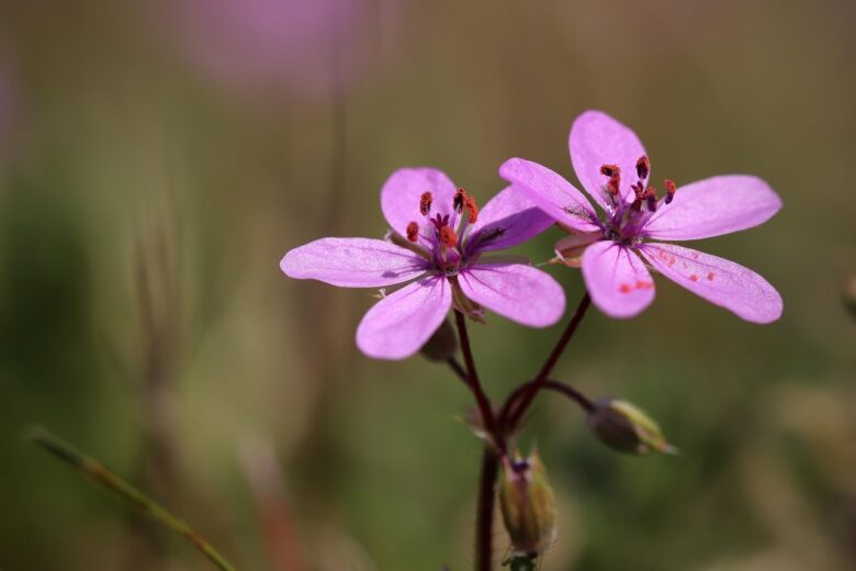 Erodium