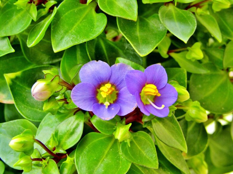 Exacum
