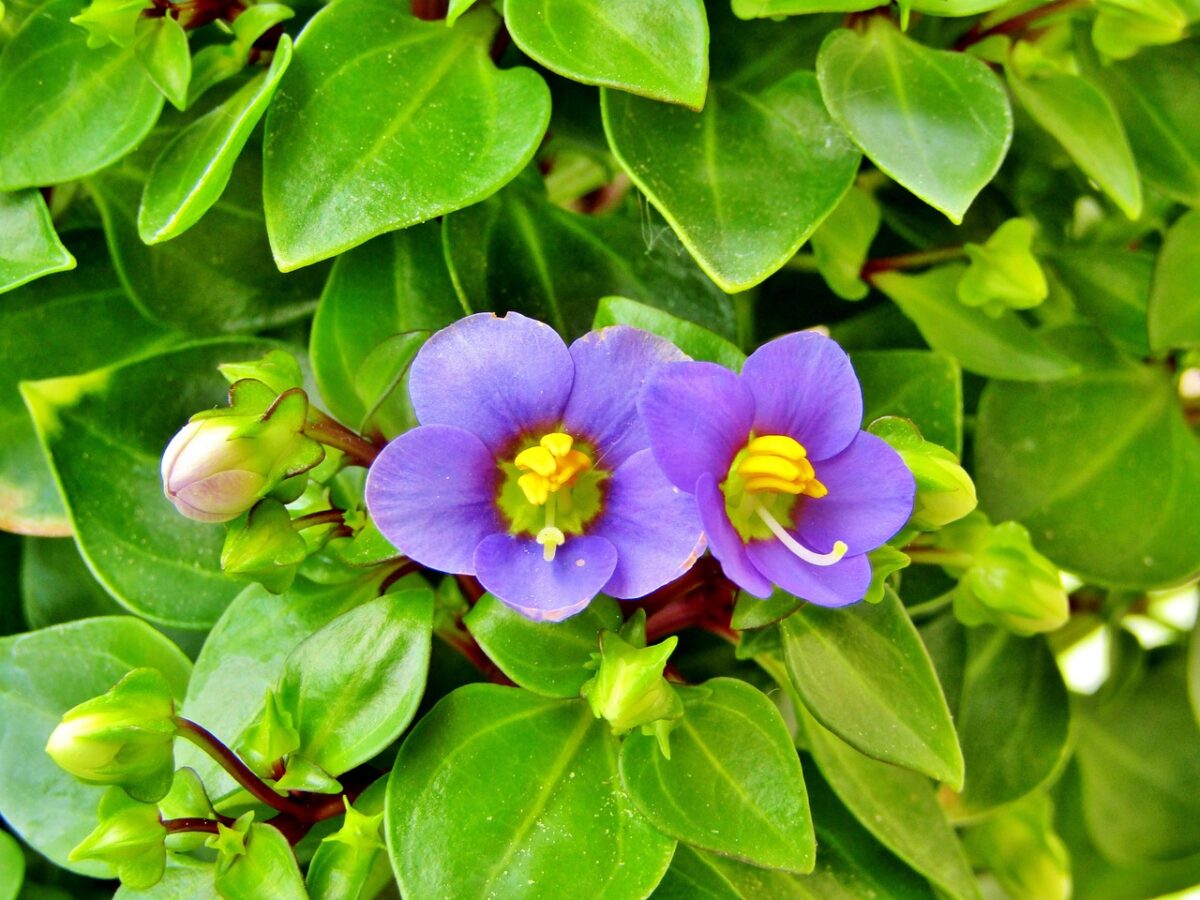 Exacum