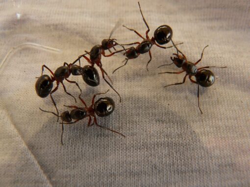 Eliminare le formiche: 10 metodi naturali