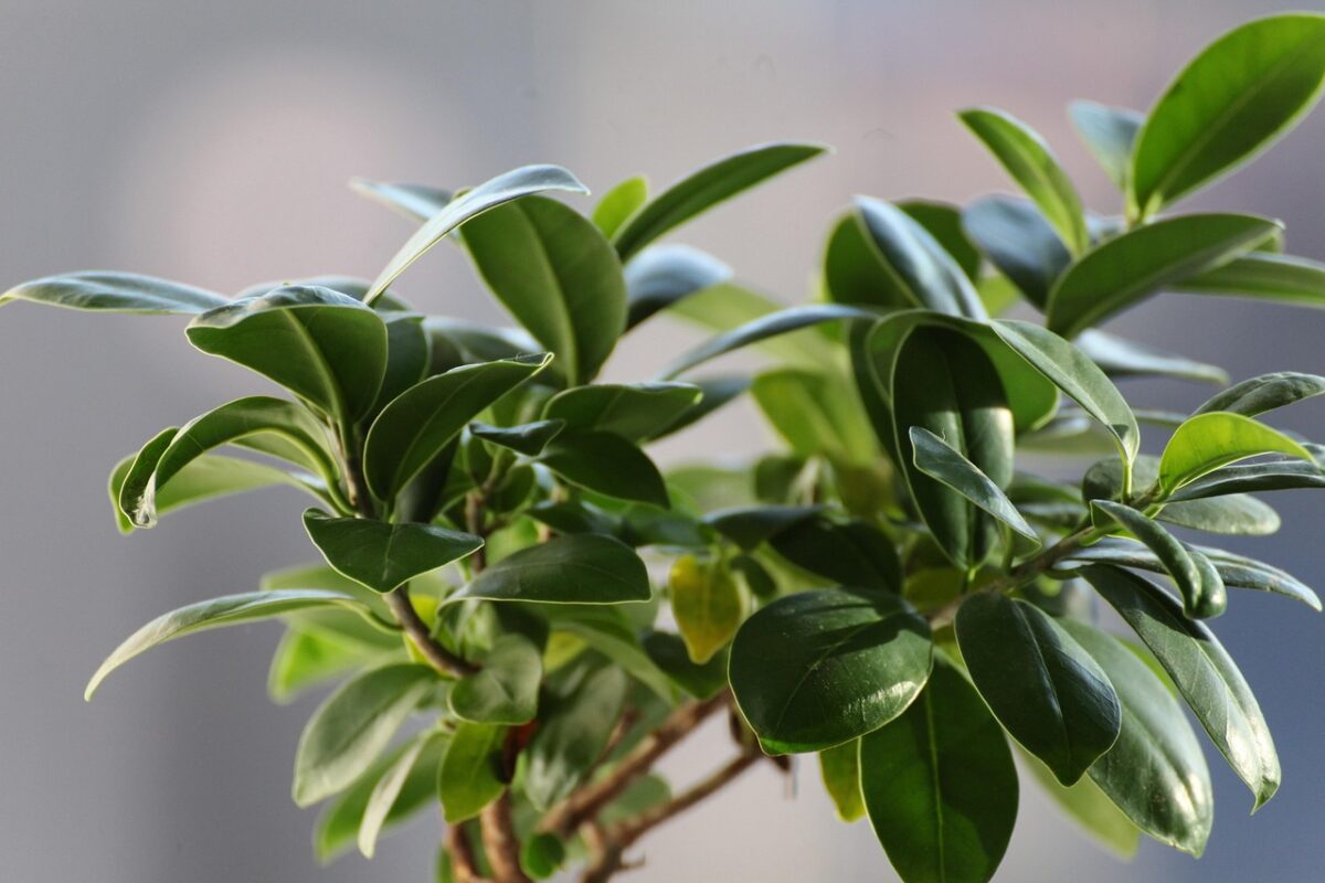 Ficus, Lyrata Ficus, Lyrata