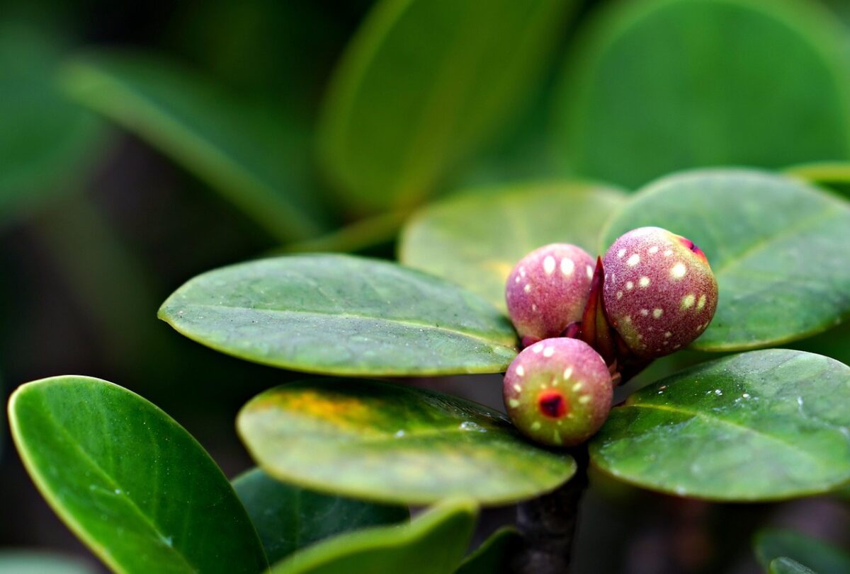 Ficus, Alii Ficus, Alii