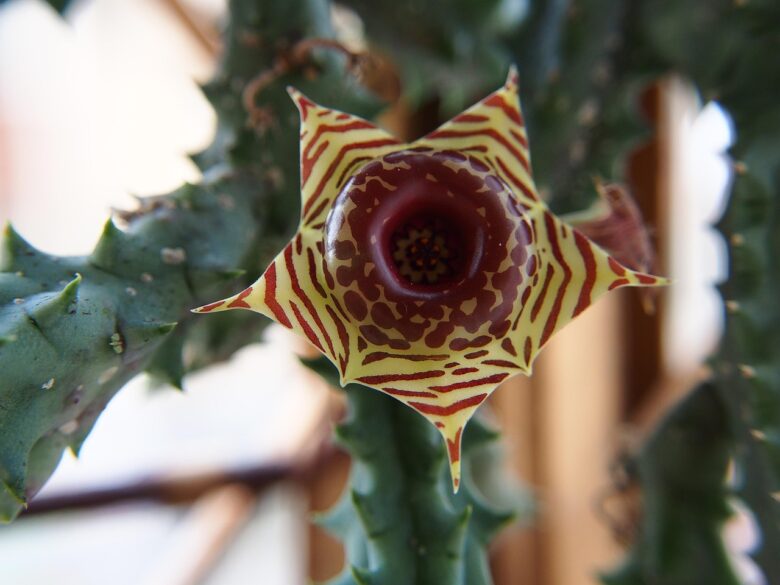 Huernia