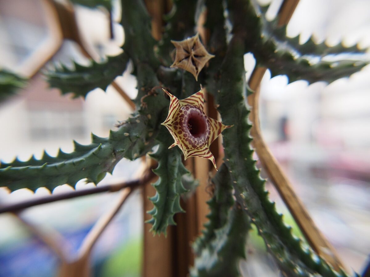 Huernia Huernia