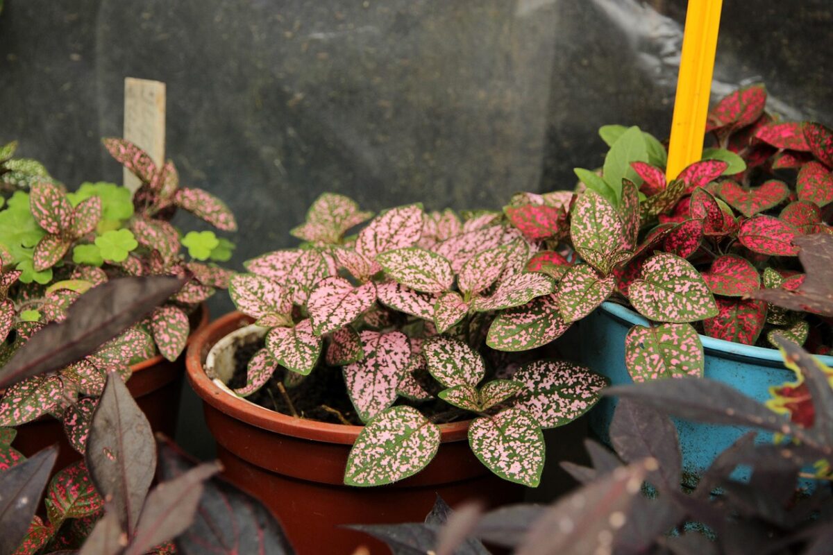 Hypoestes Hypoestes