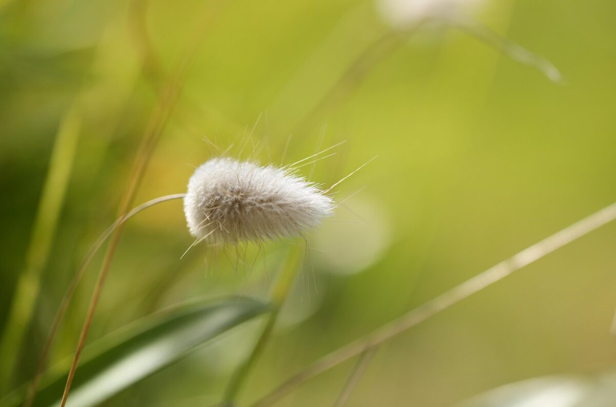 Lagurus, Ovatus Lagurus, Ovatus