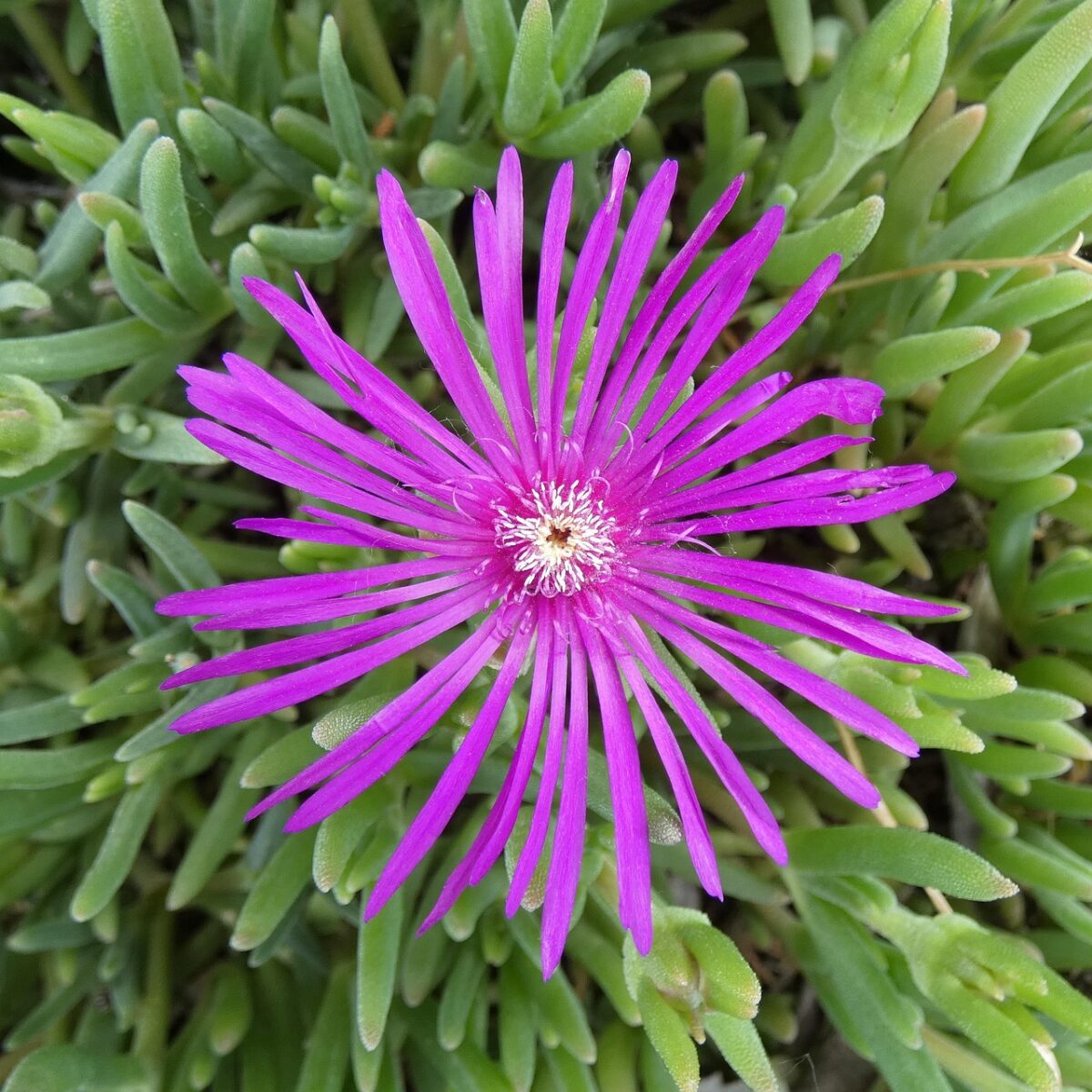 Lampranthus Lampranthus