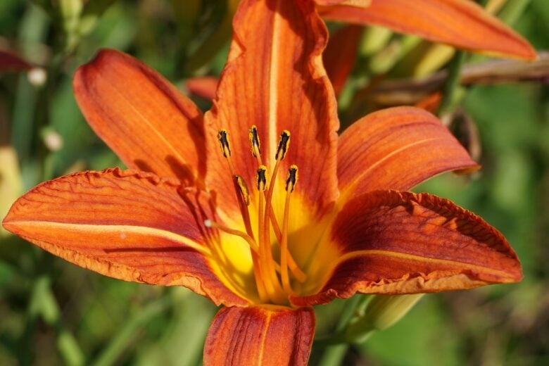 Lilium, Bulbiferum