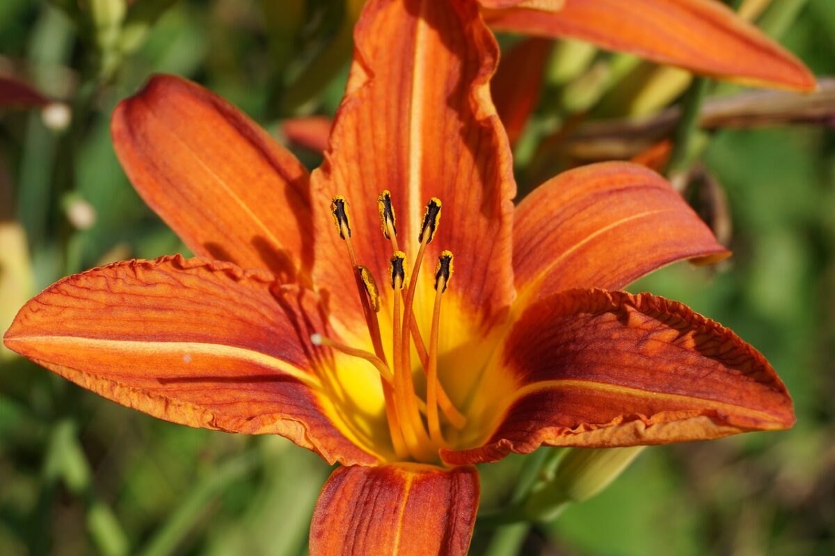 Lilium, Bulbiferum Lilium, Bulbiferum