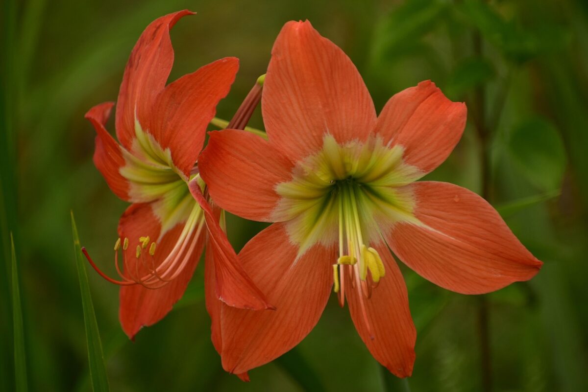 Lilium, Bulbiferum Lilium, Bulbiferum