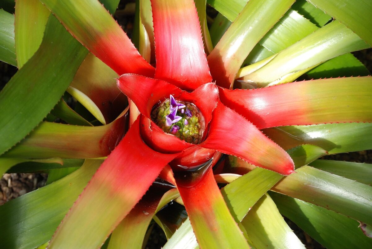 Neoregelia