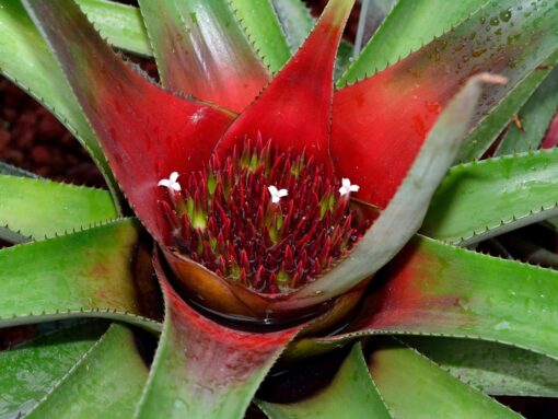 Neoregelia – Pianta d’appartamento