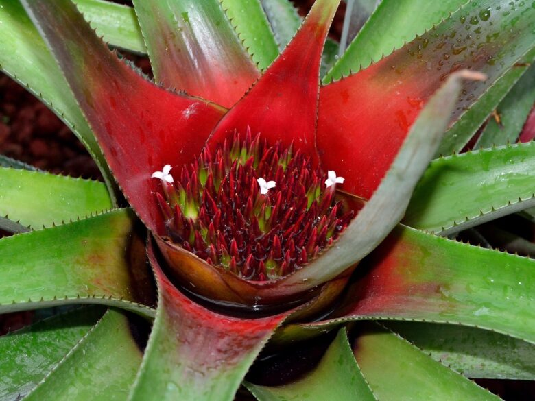 Neoregelia