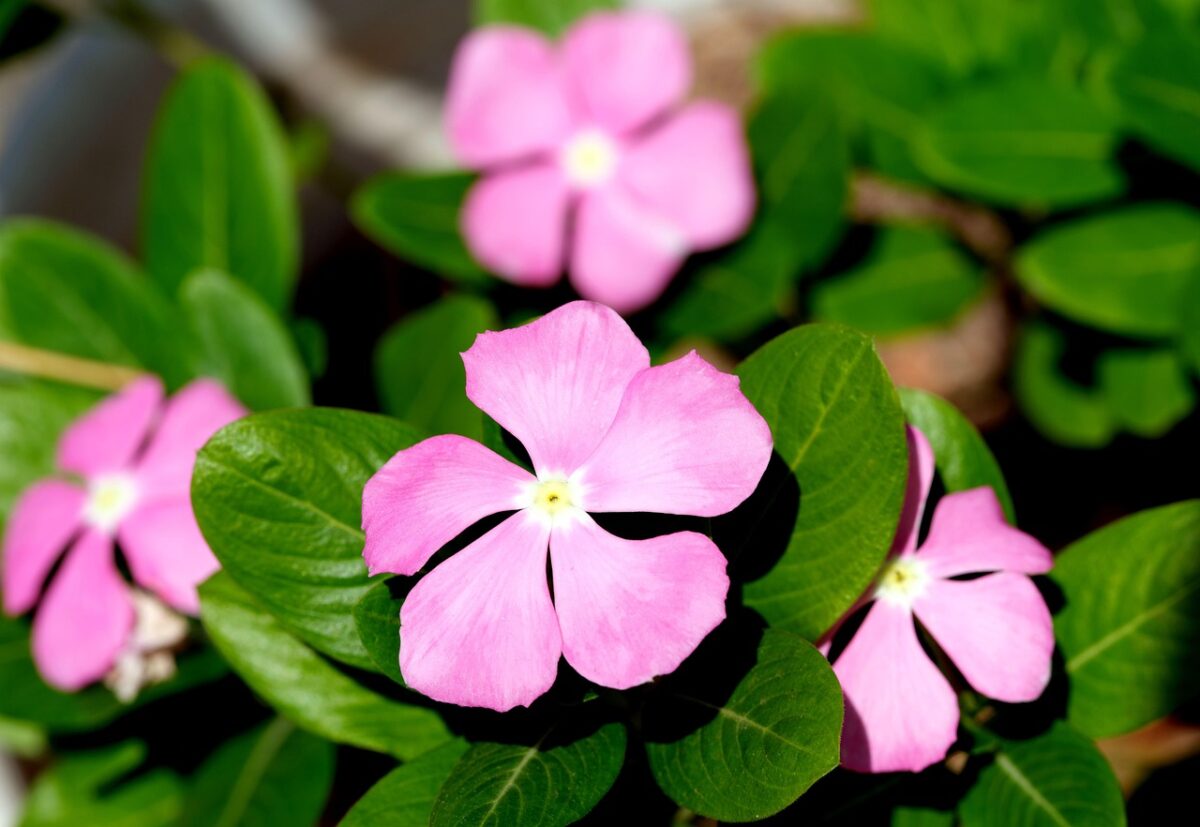 Pervinca