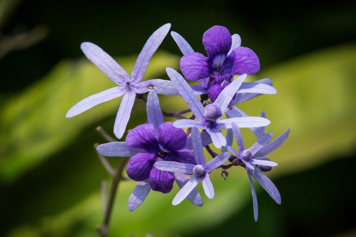 Petrea, Petrea,