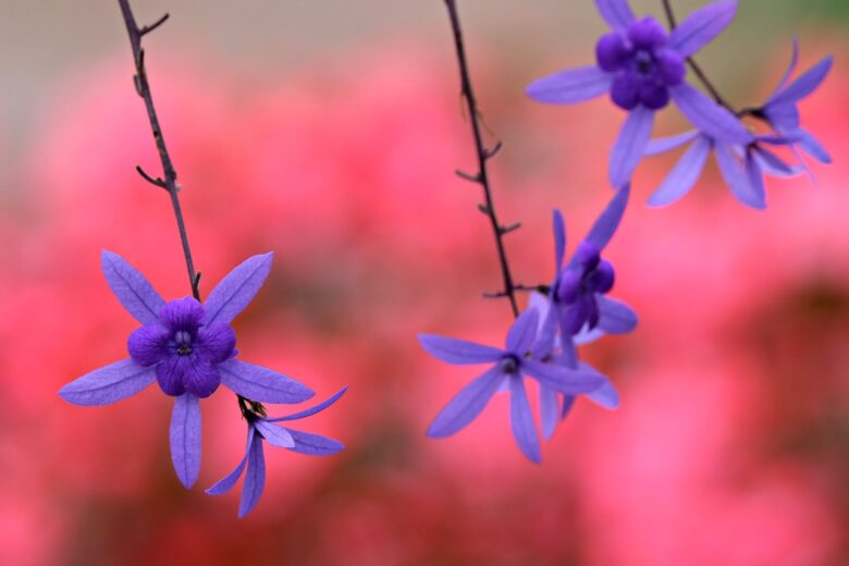 Petrea,