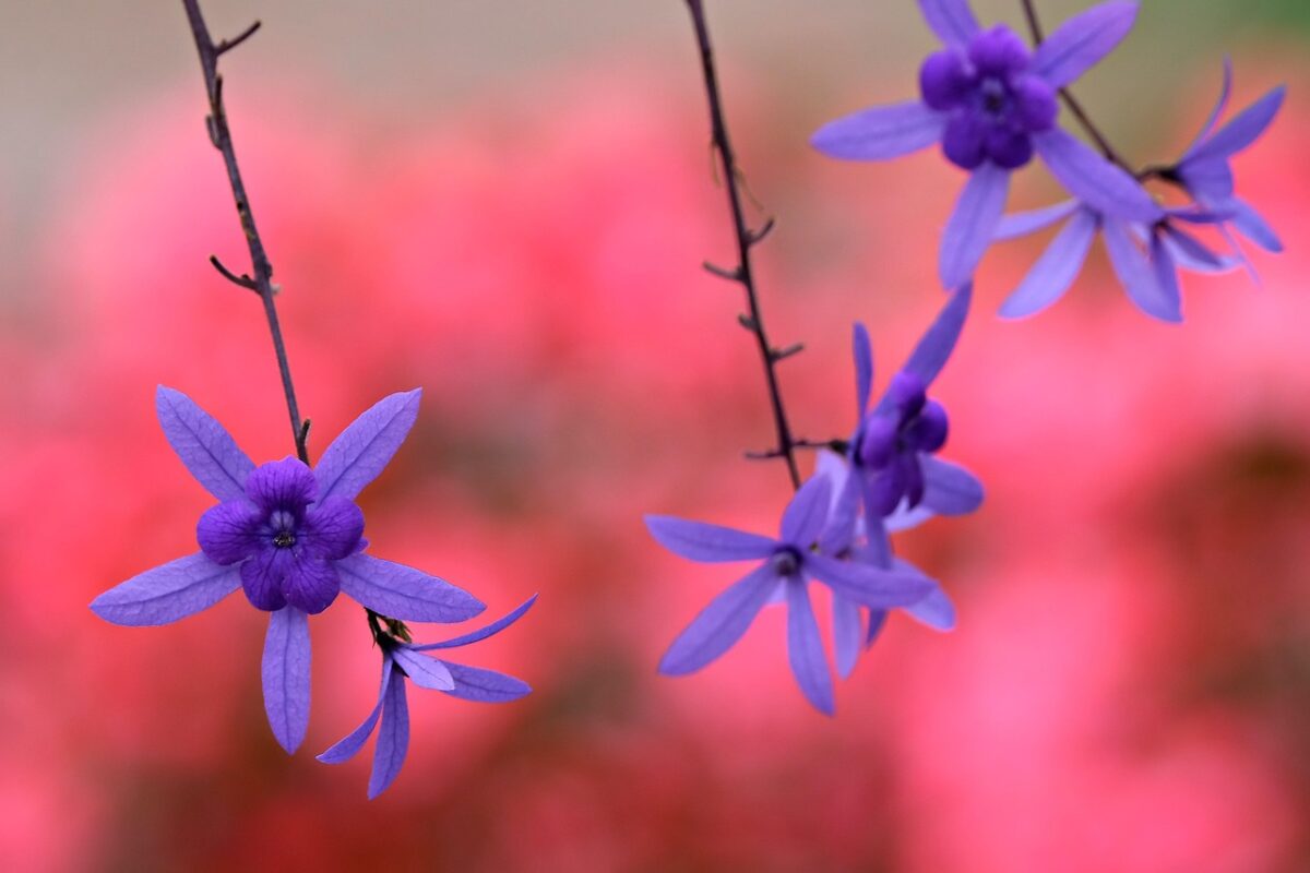 Petrea, Petrea,