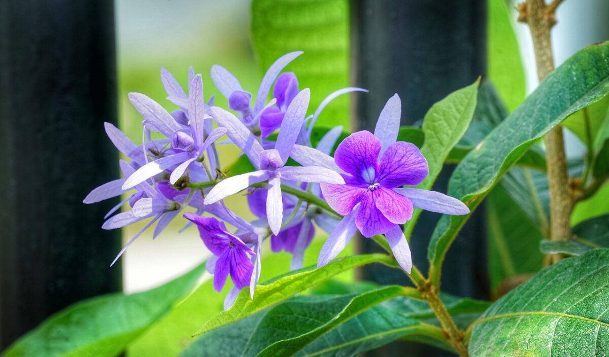 Petrea, Petrea,