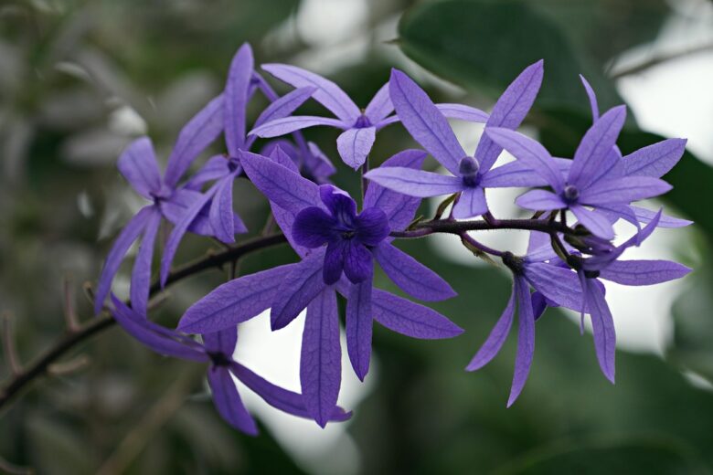 Petrea,