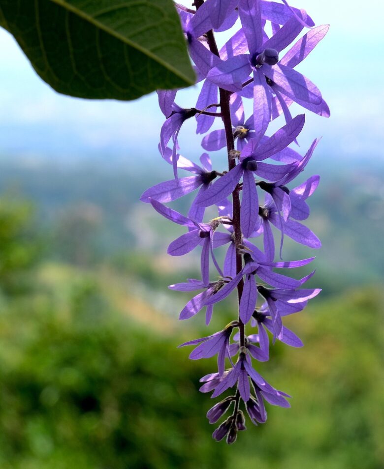 Petrea,