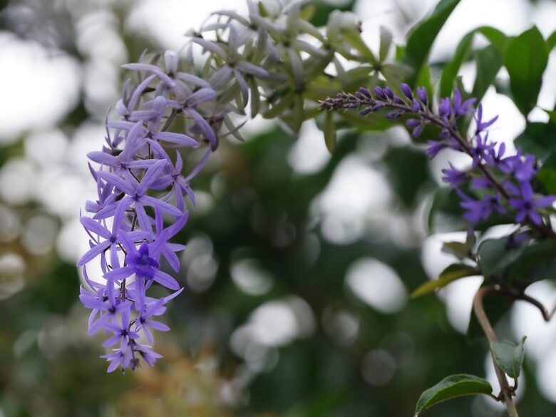 Petrea,