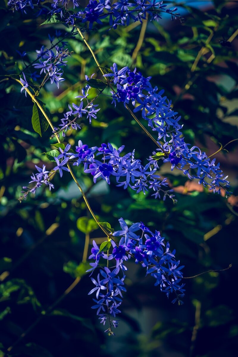 Petrea, Petrea,