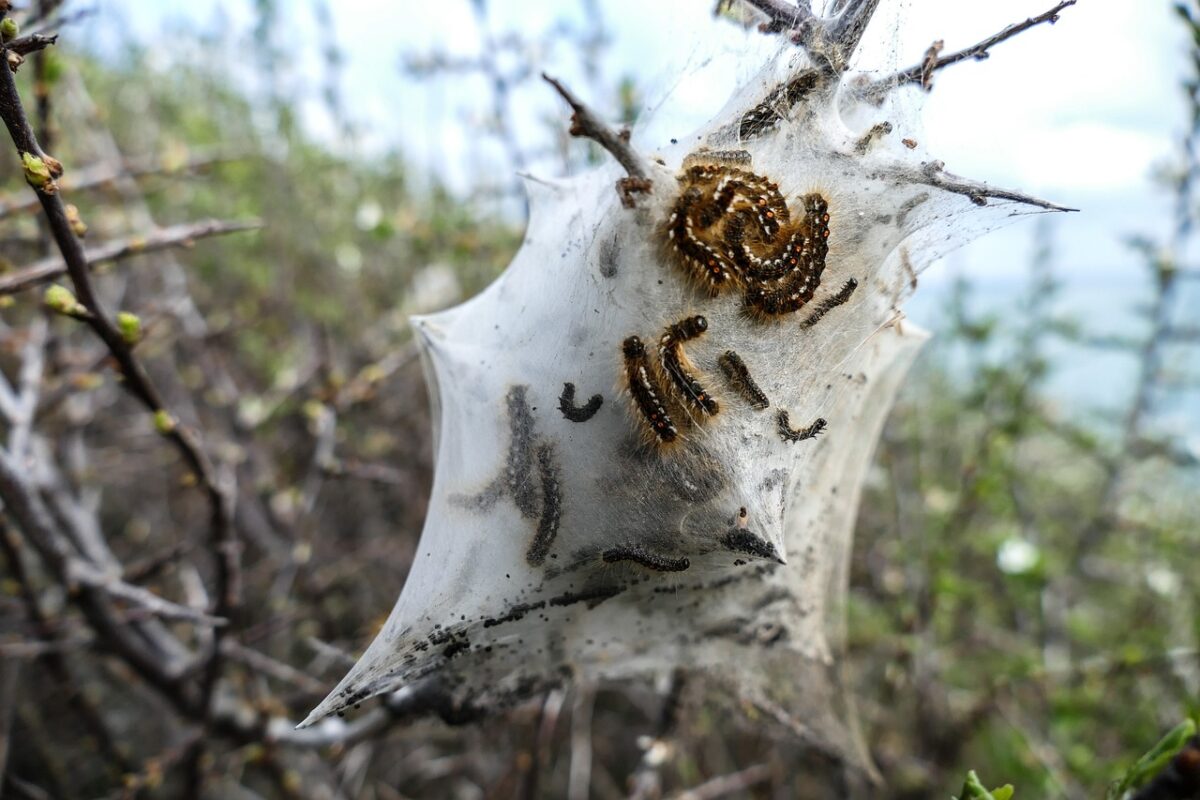 Processionaria