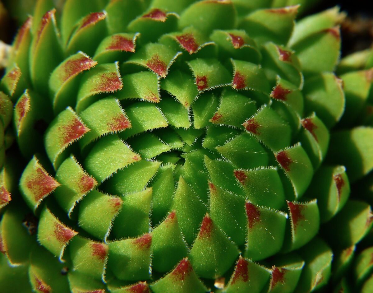 Sedum, Morganianum
