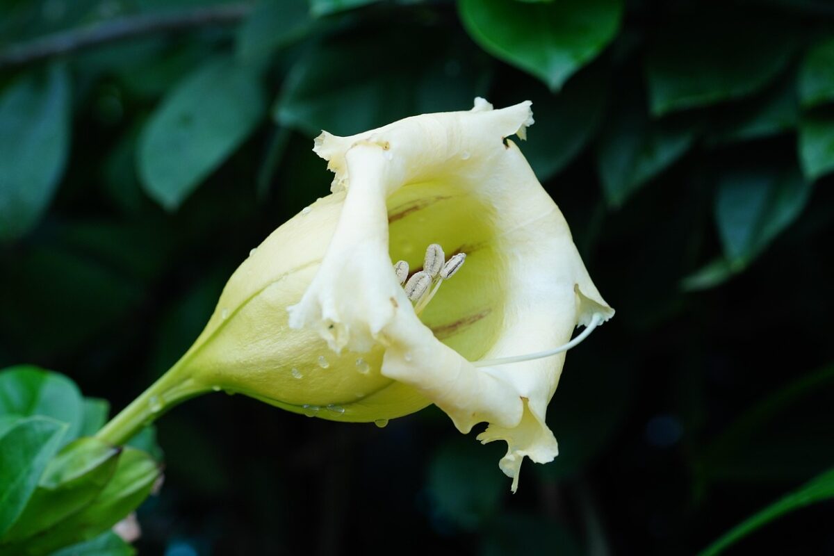 Solandra, Solandra,