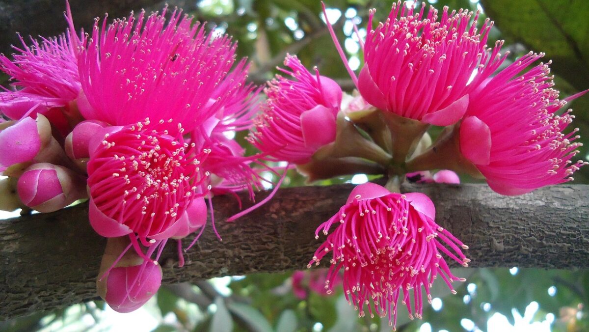 Syzygium,