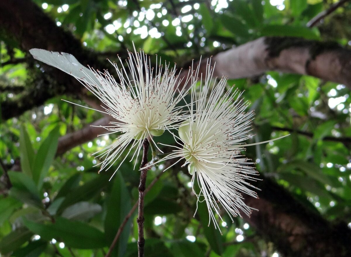 Syzygium,