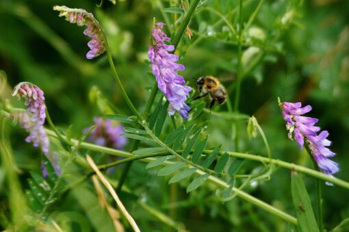 Vicia cracca – Veccia montanina