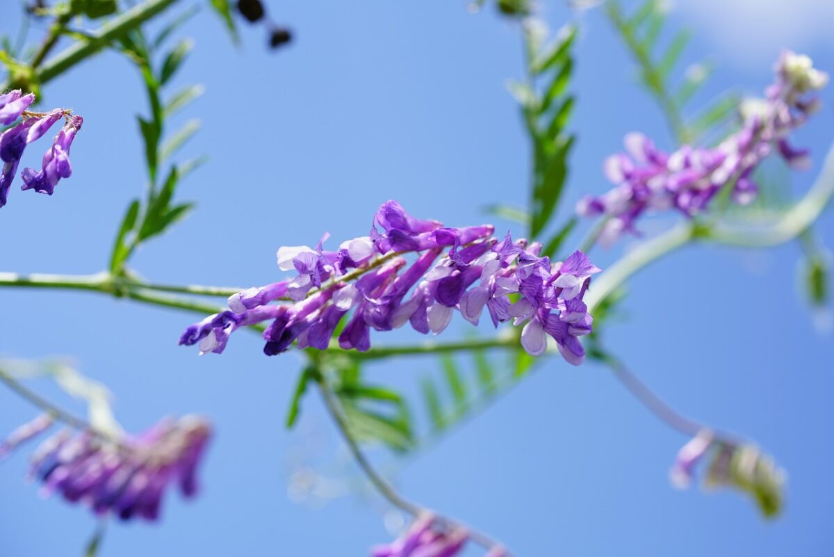 Vicia, Vicia,