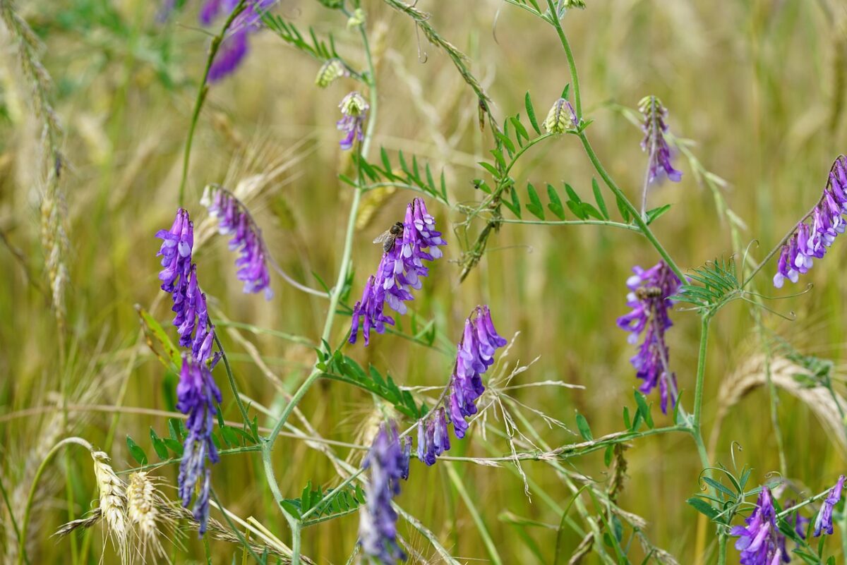 Vicia, Vicia,