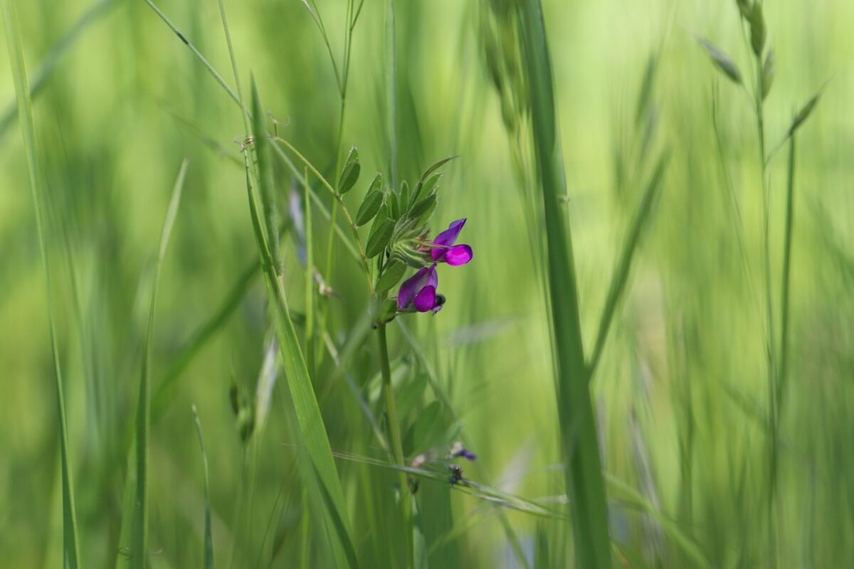 Vicia, Vicia,