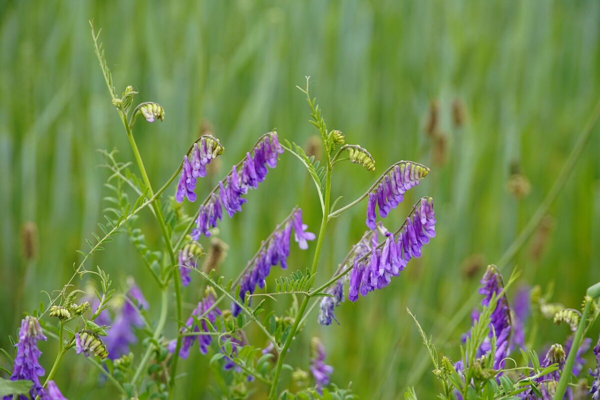 Vicia, Vicia,