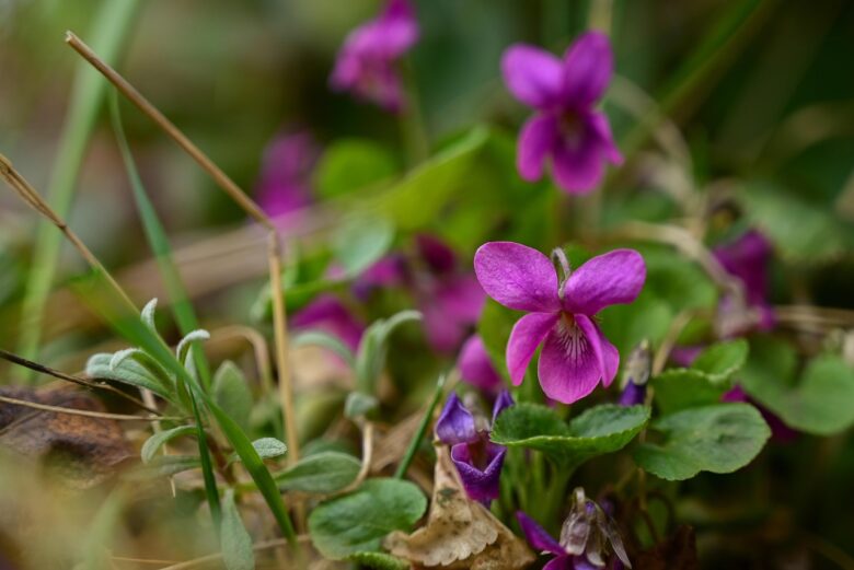 Violetta,