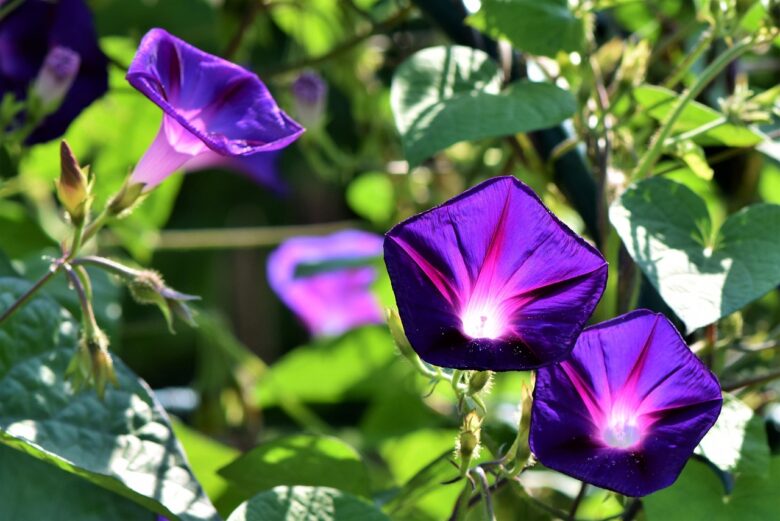 Violetta, Persiana