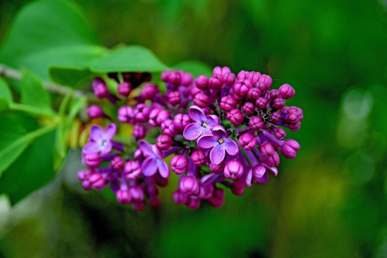 Violetta, Persiana
