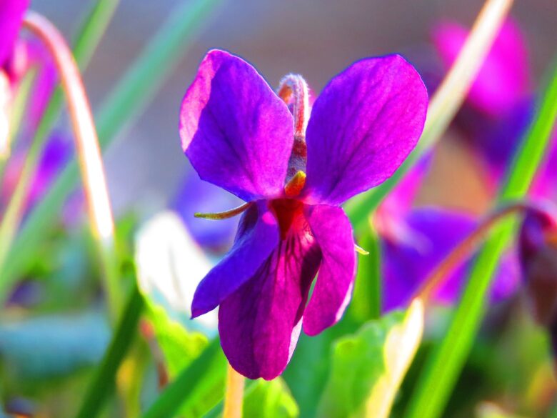 Violetta, Persiana