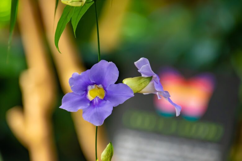 Violetta, Persiana
