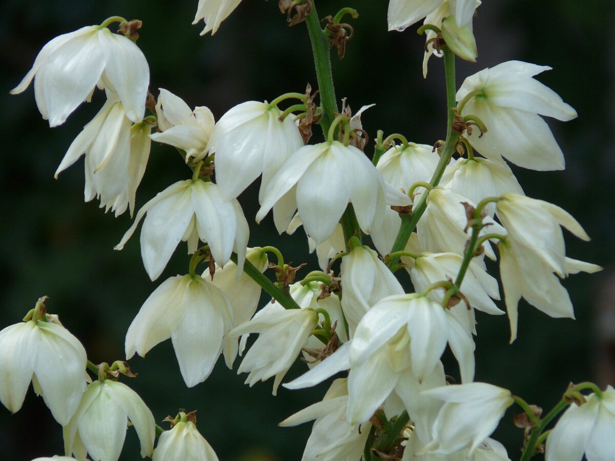 Yucca Yucca