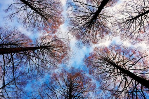 Alberi da giardino con poca manutenzione