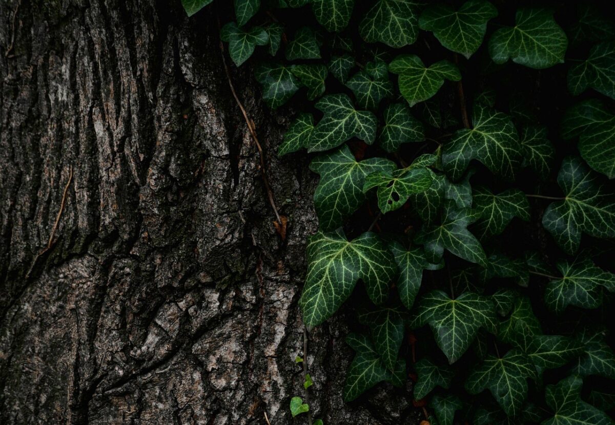 Albero